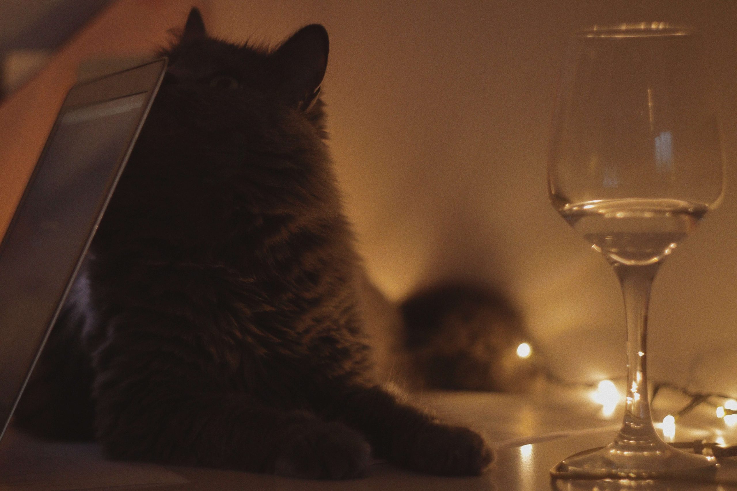 A tabletop with a laptop, a cat and a wine glass that has some wine in it.