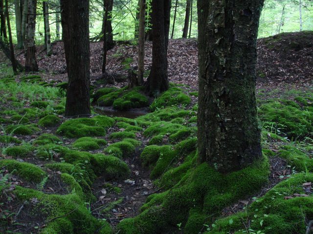 picture of Moss.